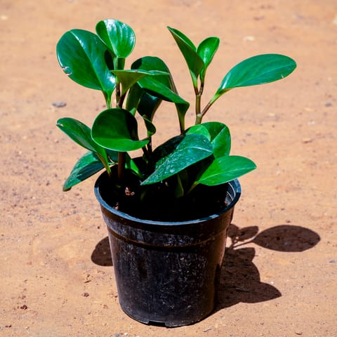 Peperomia / Radiator Green in 4 Inch Nursery Pot