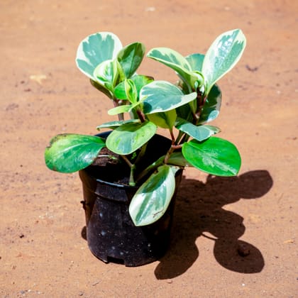 Buy Peperomia Variegated in 4 Inch Nursery Pot Online | Urvann.com