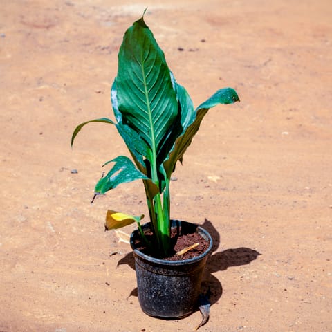 Peace Lily in 4 Inch Nursery Pot