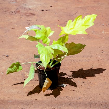 Buy Xanadu Golden in 5 Inch Nursery Pot Online | Urvann.com