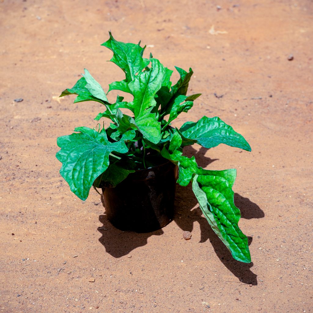 Buy Gerbera (Any Colour) in 5 Inch Nursery Pot Online | Urvann.com Gerbera (Any Colour) in 5 Inch Nursery Pot