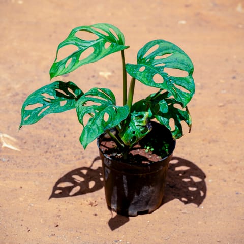 Monstera Broken Heart in 5 Inch Nursery Pot
