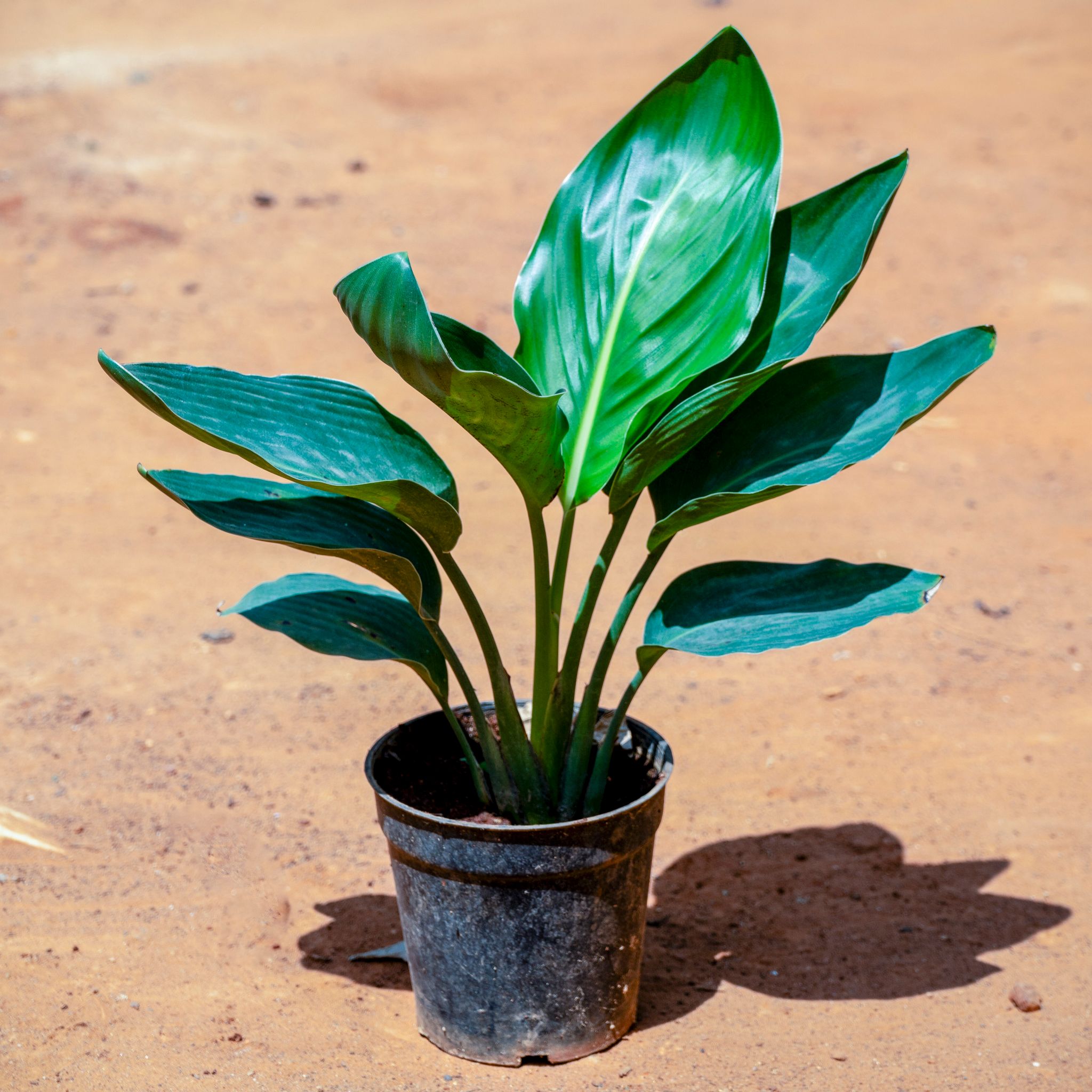 Bird Of Paradise in 5 Inch Nursery Pot