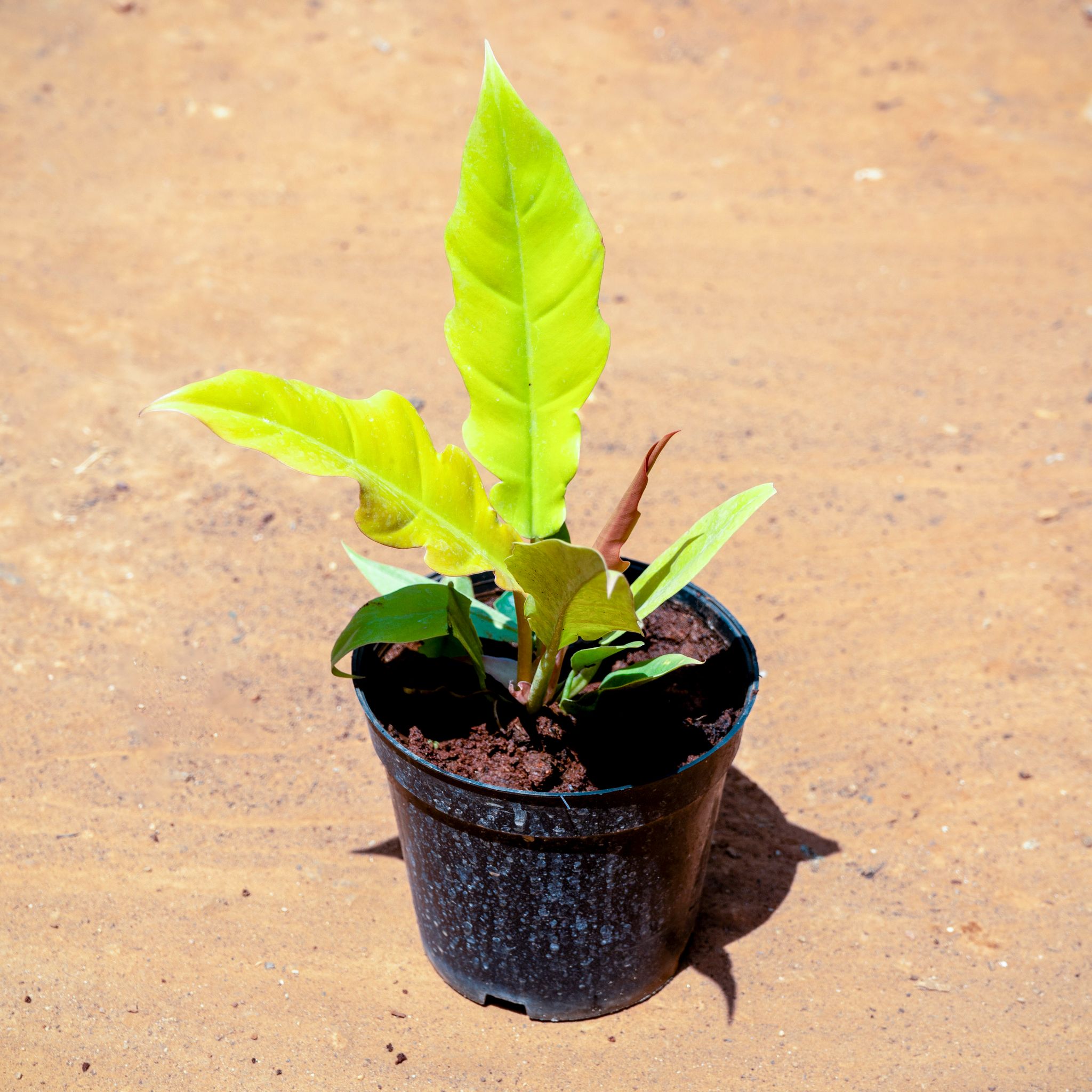 Philodendron Crocodile in 5 Inch Nursery Pot