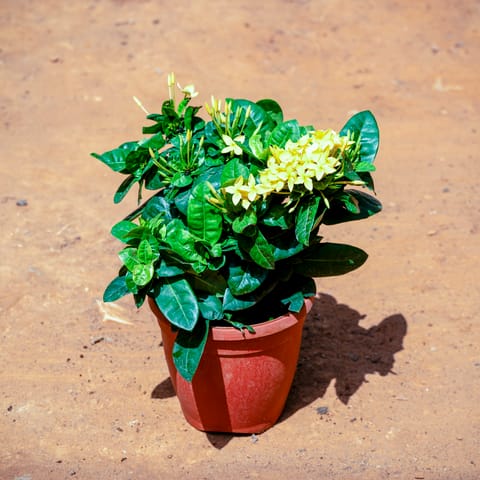 Ixora Chinese in 6 Inch Nursery Pot