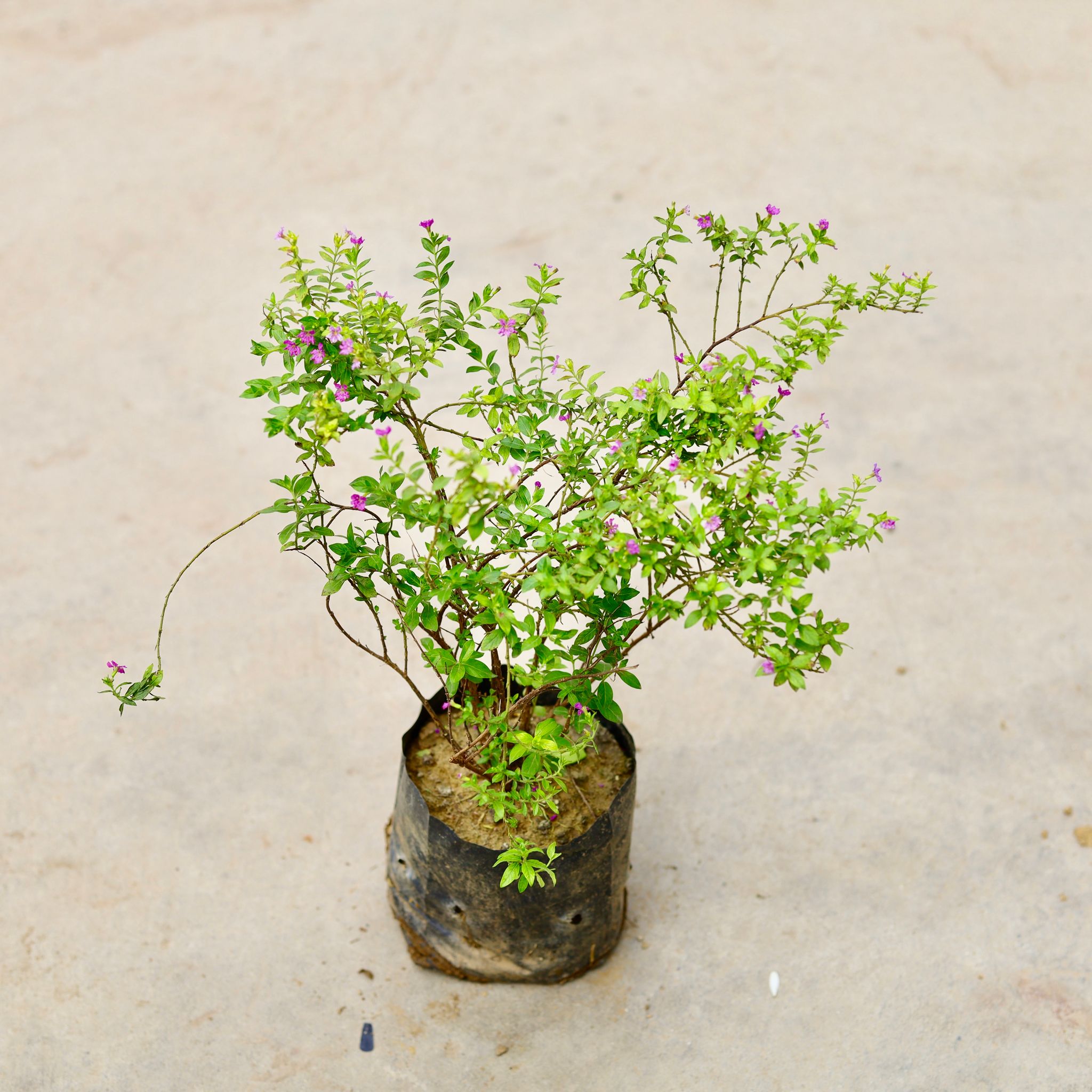 Cuphea / False Heather (Any Colour) in 4 Inch Nursery Bag