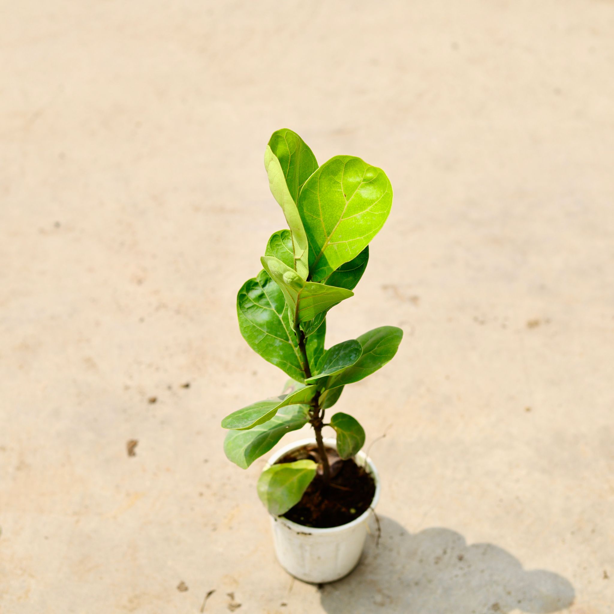 Fiddle Leaf Fig / Ficus Lyrata in 4 Inch Nursery Pot