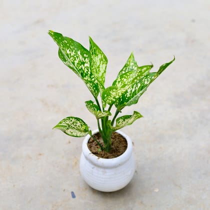 Buy Aglaonema Snow White in 5 Inch Classy White Handi Designer Creamic Pot Online | Urvann.com