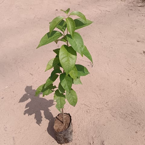Lassan bel / Garlic vine in 4 Inch Nursery Bag