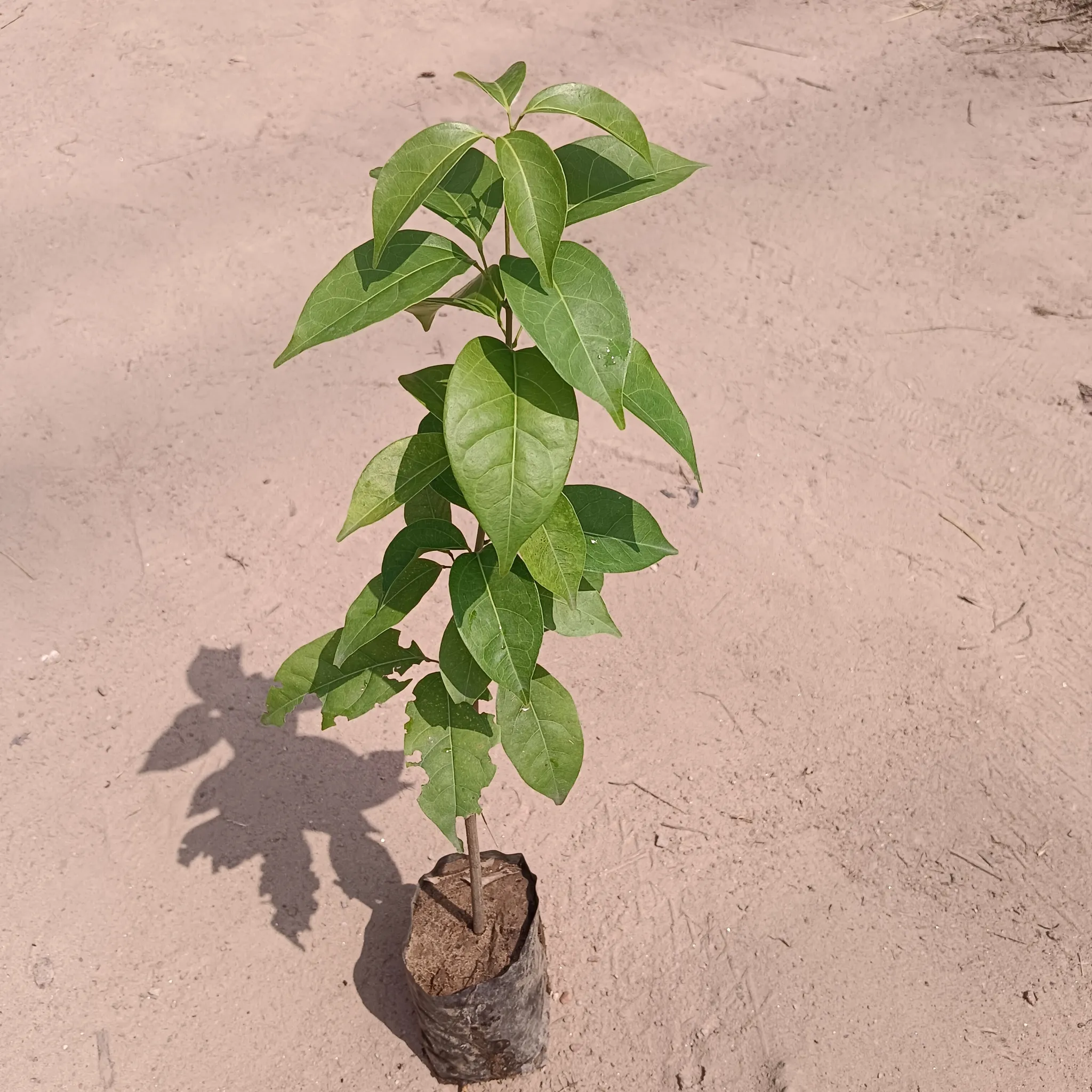 Lassan bel / Garlic vine in 4 Inch Nursery Bag