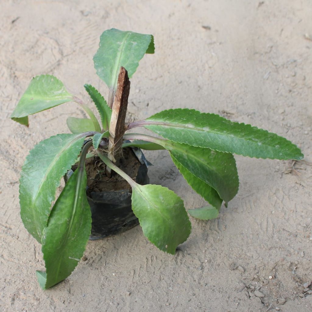 Buy Ranakalli Herbal Plant in 4 Inch Nursery Bag Online | Urvann.com Ranakalli Herbal Plant in 4 Inch Nursery Bag