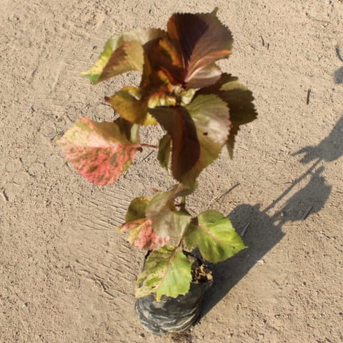 Acalypha Red in 4 Inch Nursery Bag
