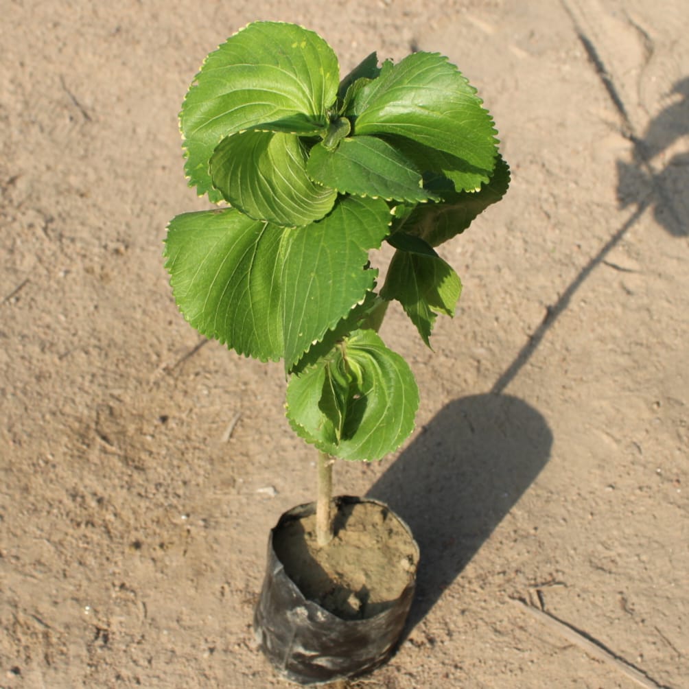 Acalypha Green in 4 Inch Nursery Bag