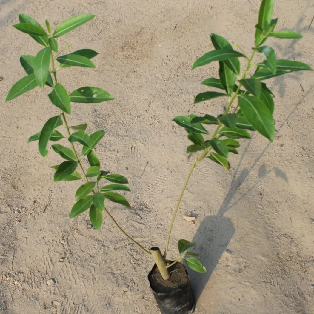 Din Ka Raja / Day Blooming Jasmine in 4 Inch Nursery Bag