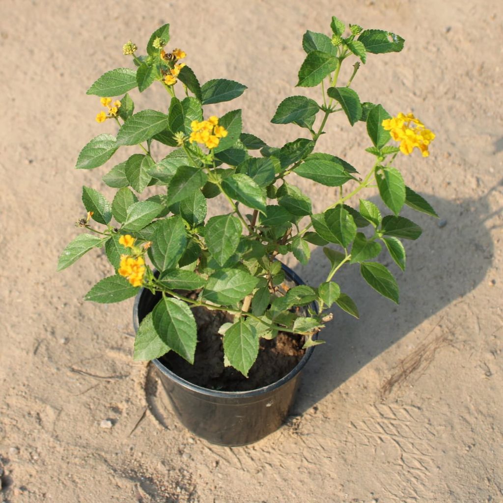 Buy Lantana Yellow in 5 Inch Nursery Pot Online | Urvann.com Lantana Yellow in 5 Inch Nursery Pot