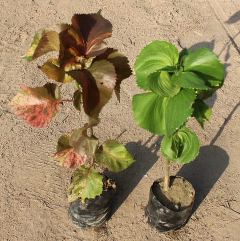 Set of 2 Acalypha Red & Green in 4 Inch Nursery Bag