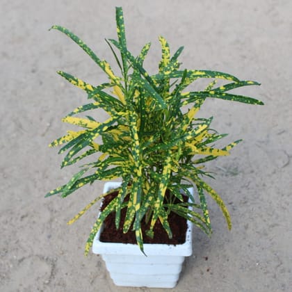 Buy Chironji Croton Gold Star in 4 Inch White Premium Orchid Premium Square Plastic Pot Online | Urvann.com