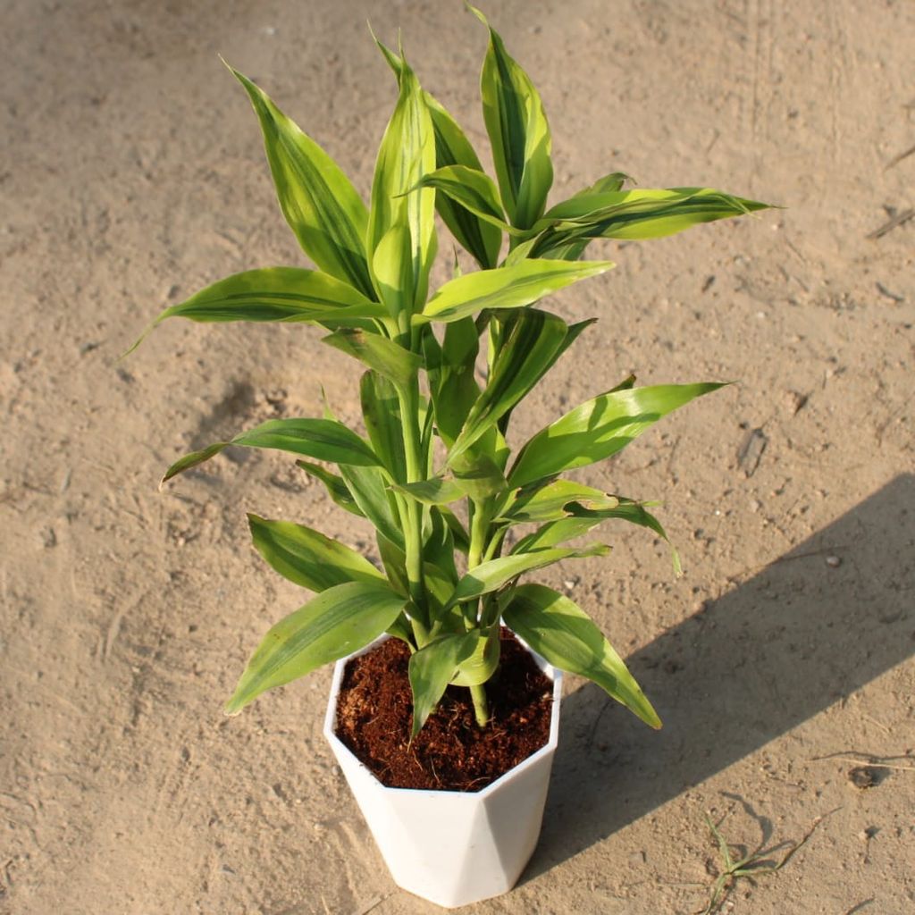 Buy Lucky Bamboo in 4 Inch White Premium Diamanti Plastic Pot Online | Urvann.com Lucky Bamboo in 4 Inch White Premium Diamanti Plastic Pot