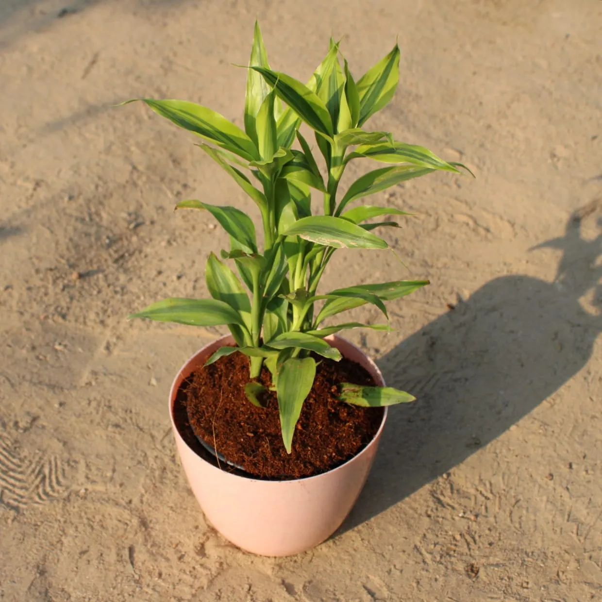 Golden Lucky Bamboo in 6 Inch Marble Premium Orchid Round Plastic Pot ( any colour)