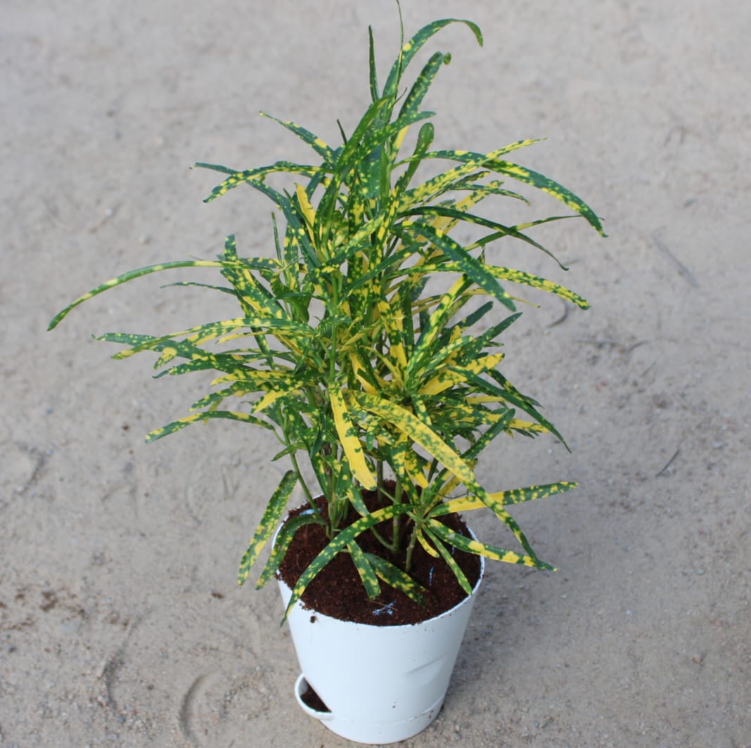 Chironji Croton Gold Star in 4 Inch White Florence Self Watering Pot