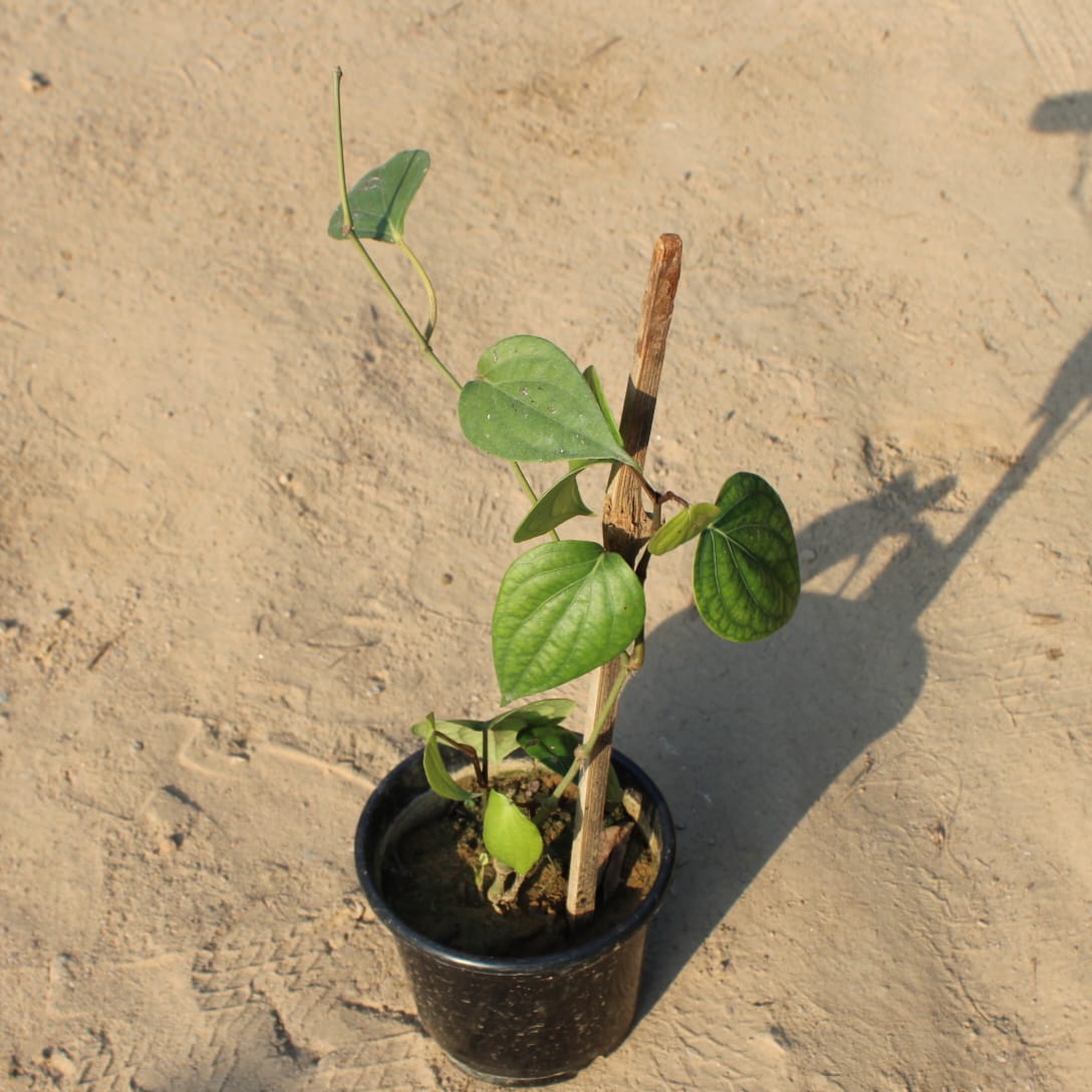 Black Pepper / Kali Mirch in 6 Inch Nursery Pot