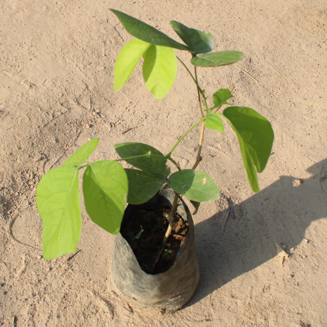 Palash / Sacred Plant in 4 Inch Nursery Bag