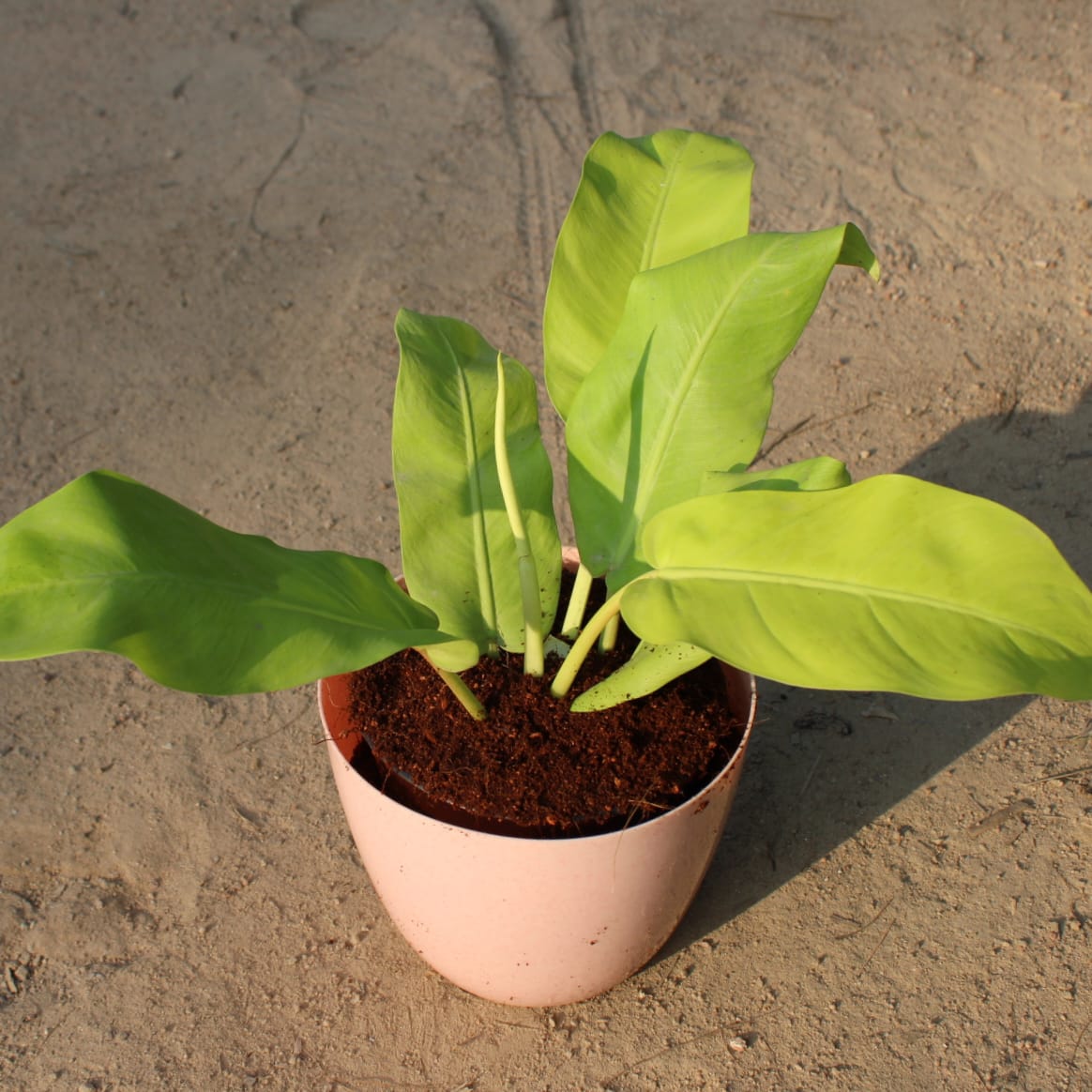 Philodendron Golden in 6 Inch Beige Marble Premium Orchid Round Plastic Pot