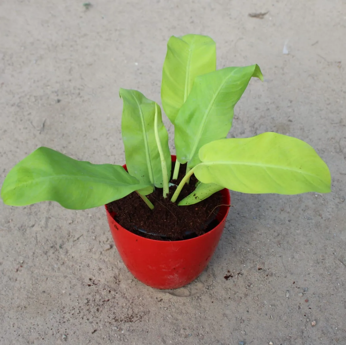 Philodendron Golden in 6 Inch Red Premium Orchid Round Plastic Pot