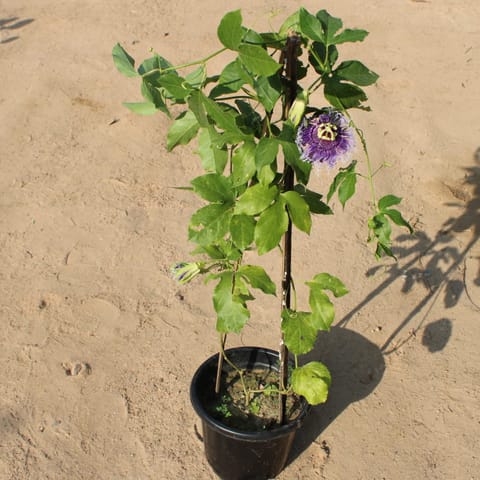 Passion Flower / Passifora / Rakhi Bel in 8 Inch Nursery Pot