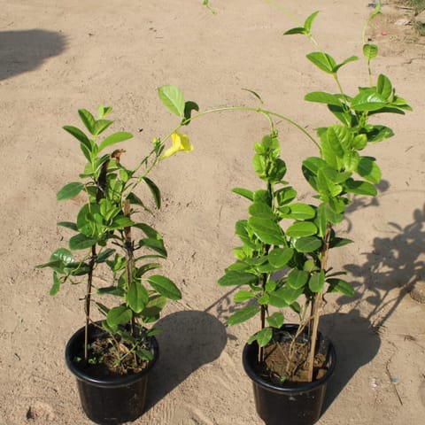 Set of 2 Yellow Alamanda Creeper in 8 Inch Nursery Pot