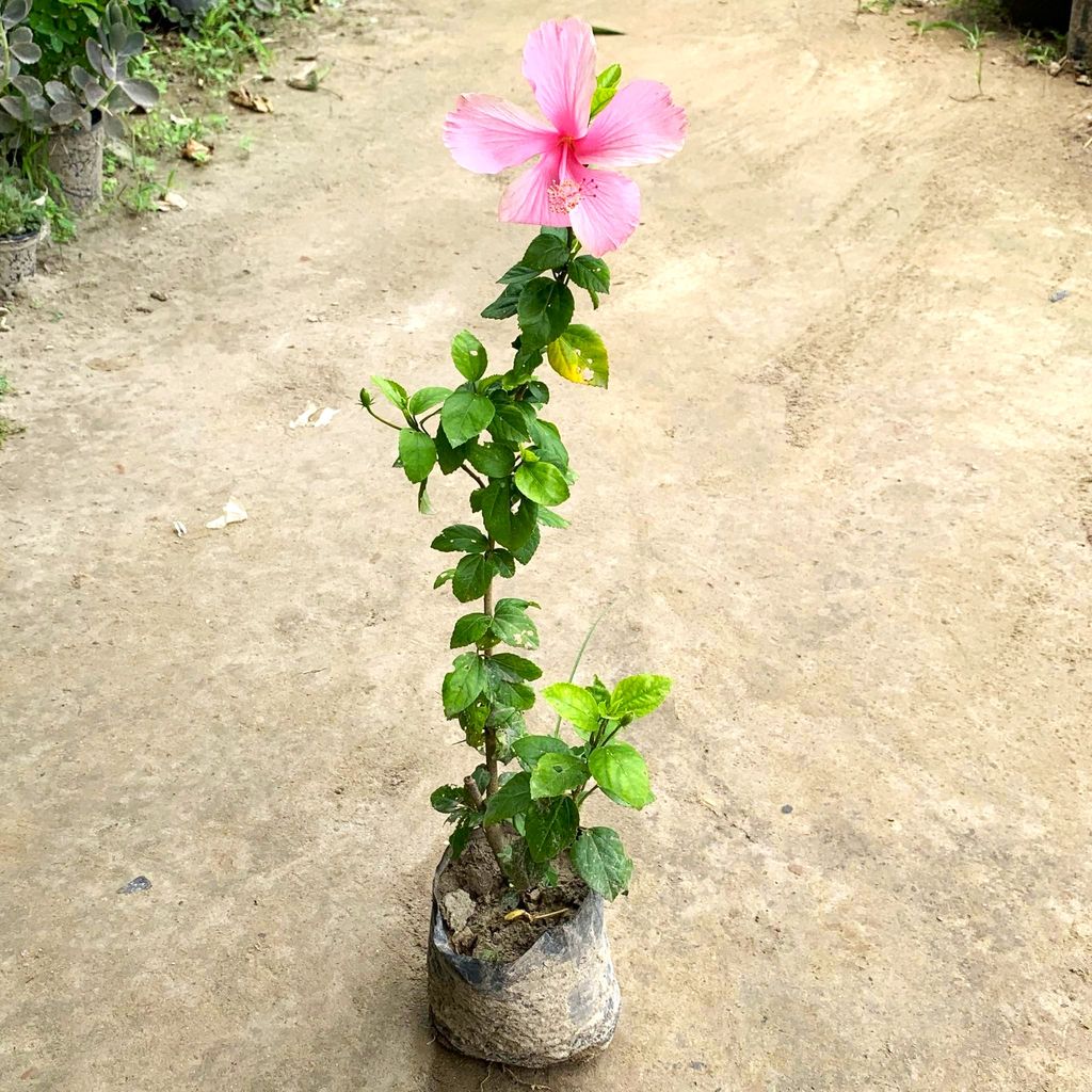 Desi Pink Hibiscus / Gudhal in 8 Inch Nursery Bag Desi Pink Hibiscus / Gudhal in 8 Inch Nursery Bag