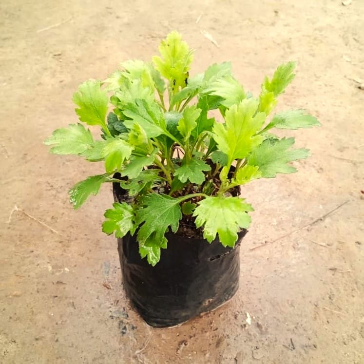 Chrysanthemum / Guldaudi Sapling (any colour) in 4 Inch Nursery Bag Chrysanthemum / Guldaudi Sapling (any colour) in 4 Inch Nursery Bag