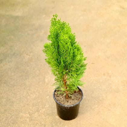 Morpankhi / Thuja in 6 Inch Nursery Pot