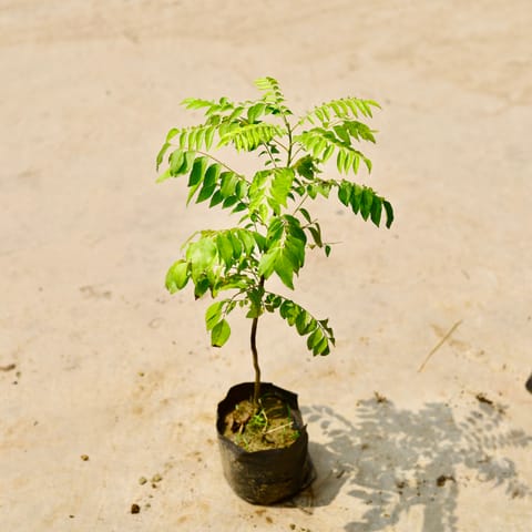 Curry Patta in 4 Inch Nursery Bag