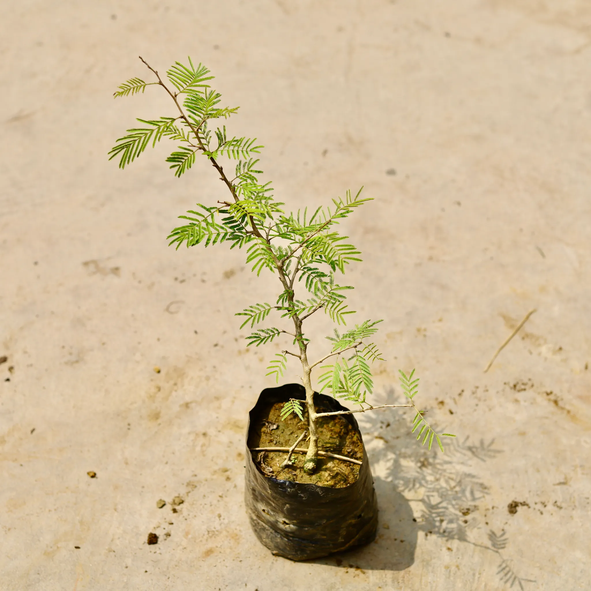 Shami Plant in 4 Inch Nursery Bag