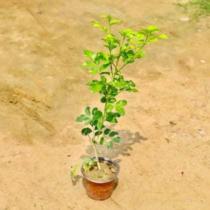 Buy Murraya / Madhu Kamini in 6 Inch Nursery Bag Online | Urvann.com