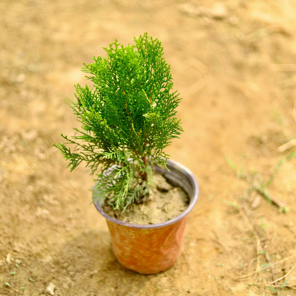 Buy Morpankhi in 8 Inch Nursery Pot Online | Urvann.com Morpankhi in 8 Inch Nursery Pot
