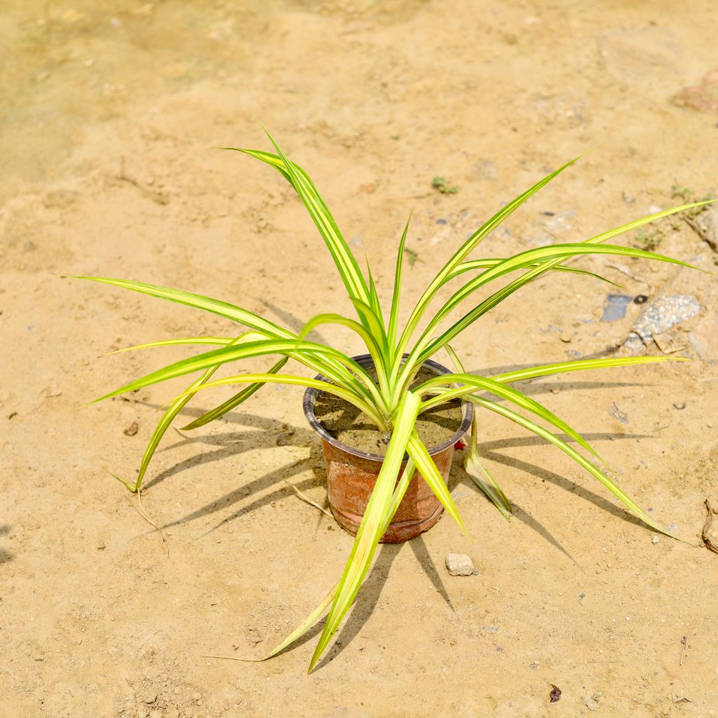 Buy Pandanus Golden in 6 Inch Nursery Pot Online | Urvann.com Pandanus / Screwpine Golden in 6 Inch Nursery Pot
