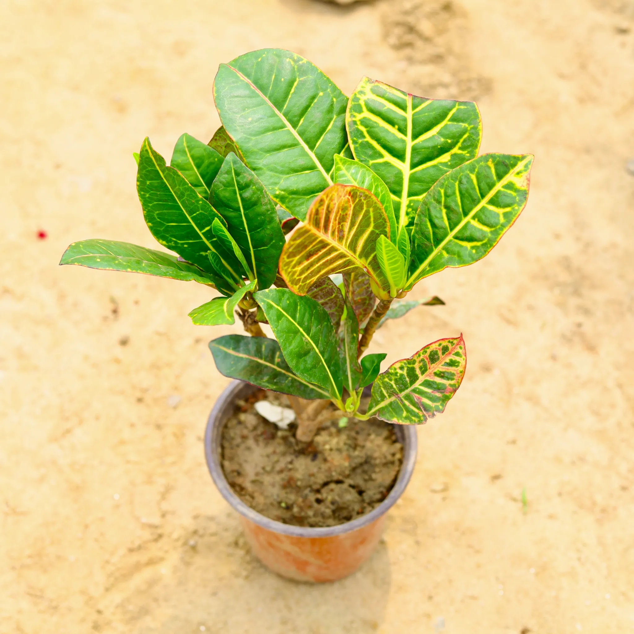 Croton Petra in 6 Inch Nursery Pot