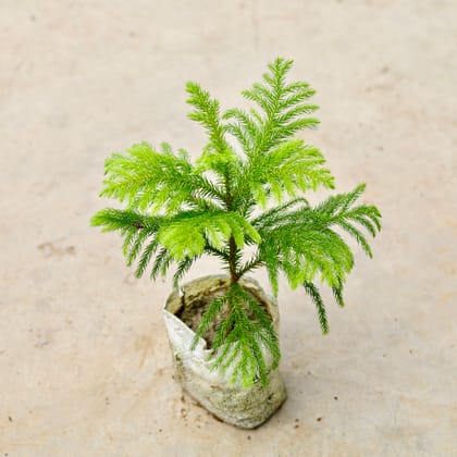 Buy Araucaria / Christmas Tree in 5 Inch Nursery Bag Online | Urvann.com