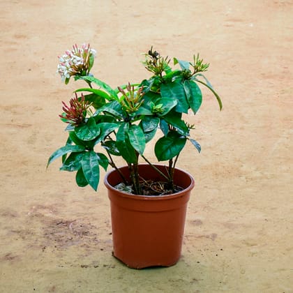 Buy Ixora (Any Colour) in 6 Inch Nursery Pot Online | Urvann.com