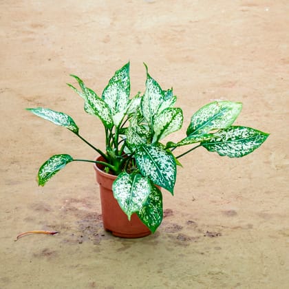Buy Aglaonema Mary Ann in 6 Inch Nursery Pot Online | Urvann.com