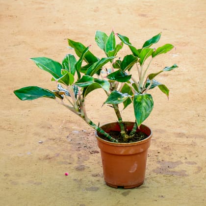 Buy Aglaonema White Stem in 6 Inch Nursery Pot Online | Urvann.com