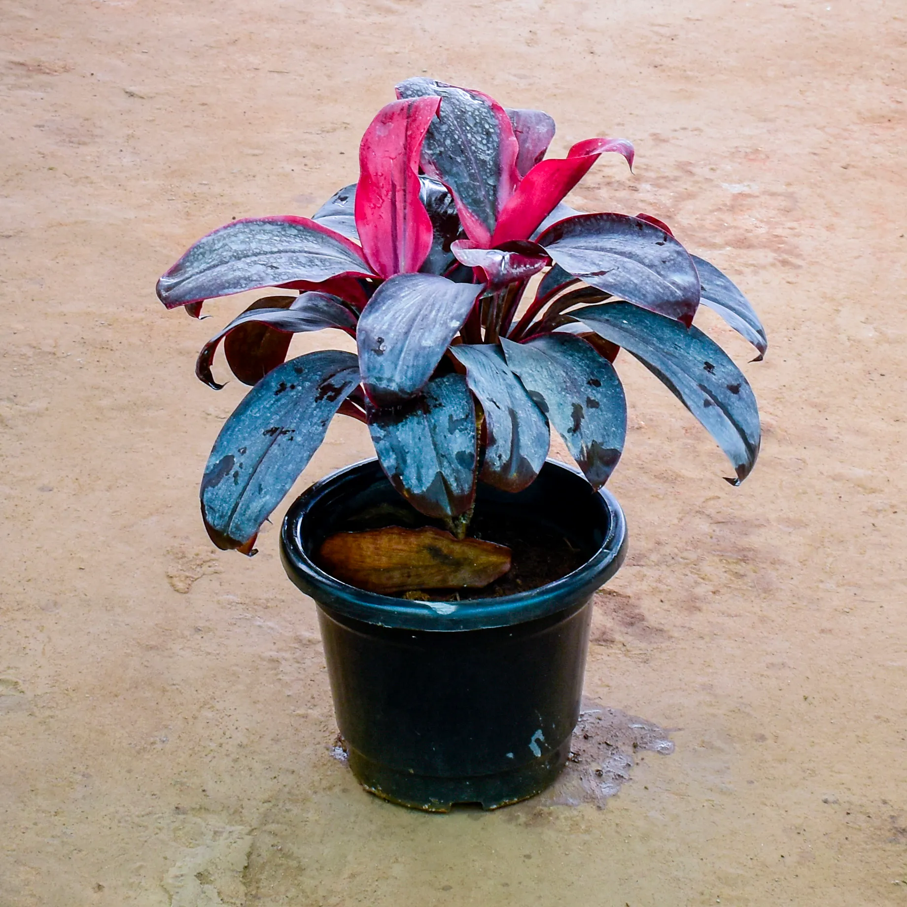 Dracaena Rosea in 12 Inch Nursery Pot