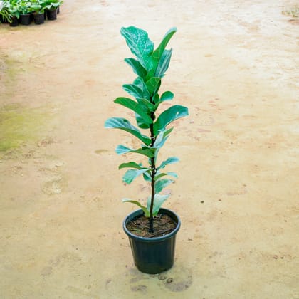 Buy Fiddle Leaf Fig / Ficus Lyrata in 8 Inch Nursery Pot Online | Urvann.com