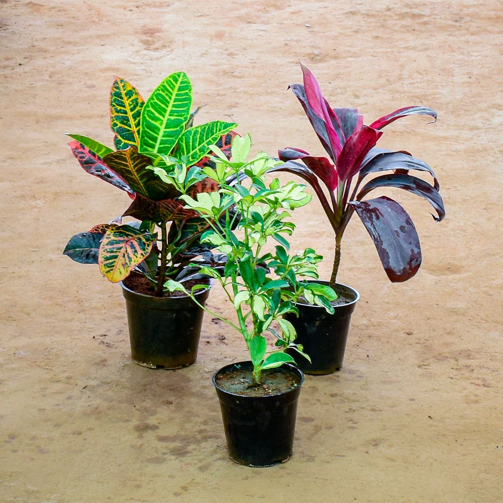 Set of 3 - (Dracaena Red, Scheffelera Variegated, Croton Petra) in 6 Inch Nursery Pot