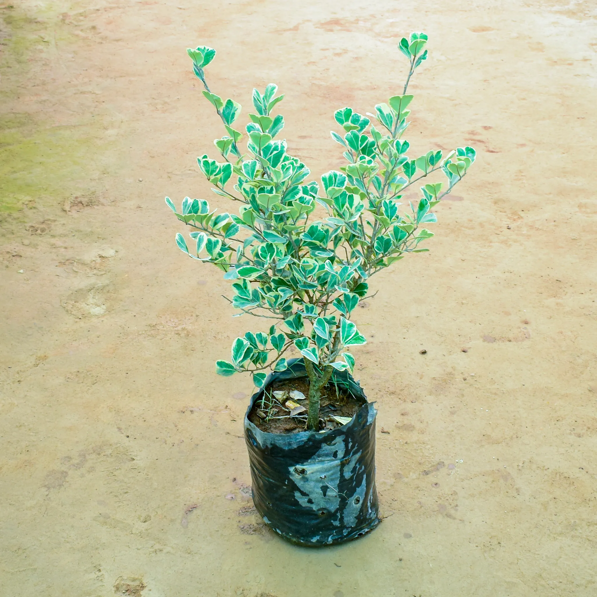 Ficus Starlight in 10 Inch Nursery Bag