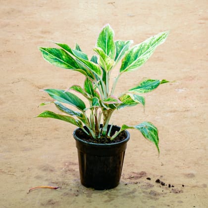 Buy Aglaonema White Lightning in 6 Inch Nursery Pot Online | Urvann.com