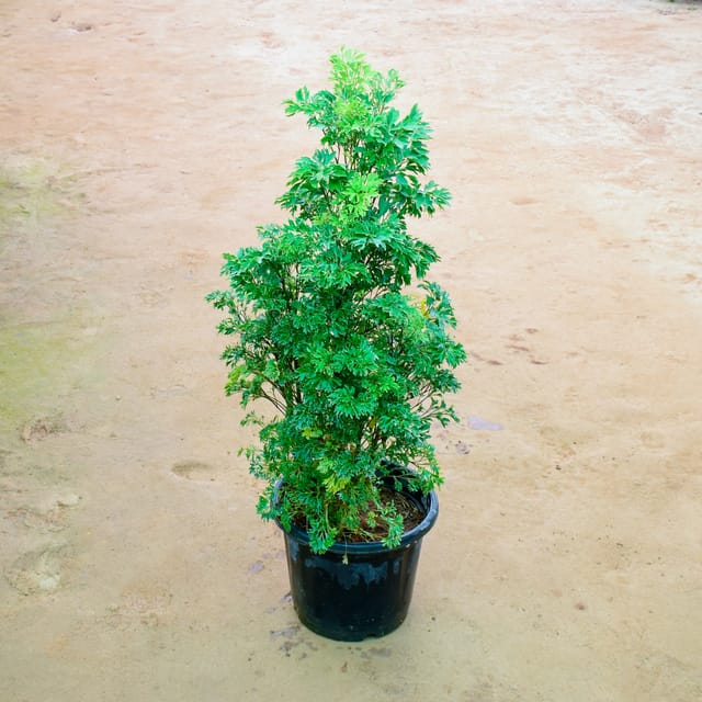 Aralia Green in 10 Inch Nursery Pot