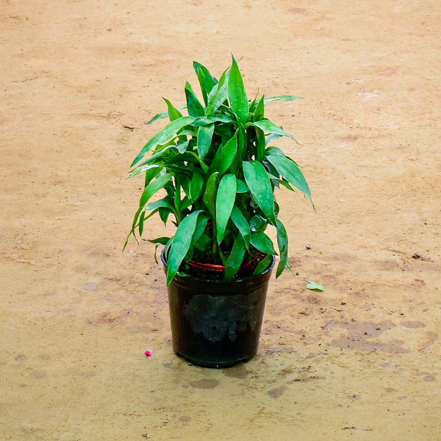 Lucky Bamboo in 6 Inch Nursery Pot